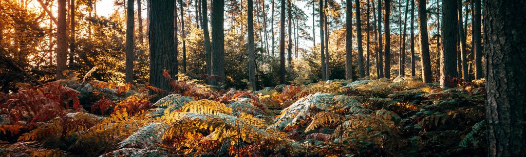 Woodland in autumn