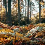 Mindfulness for children Woodland in autumn