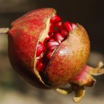 pomegranate