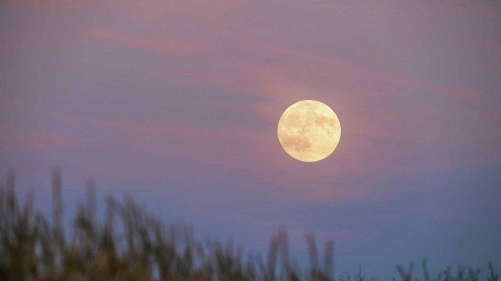 harvestmoon