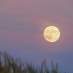 Harvest Moon harvestmoon