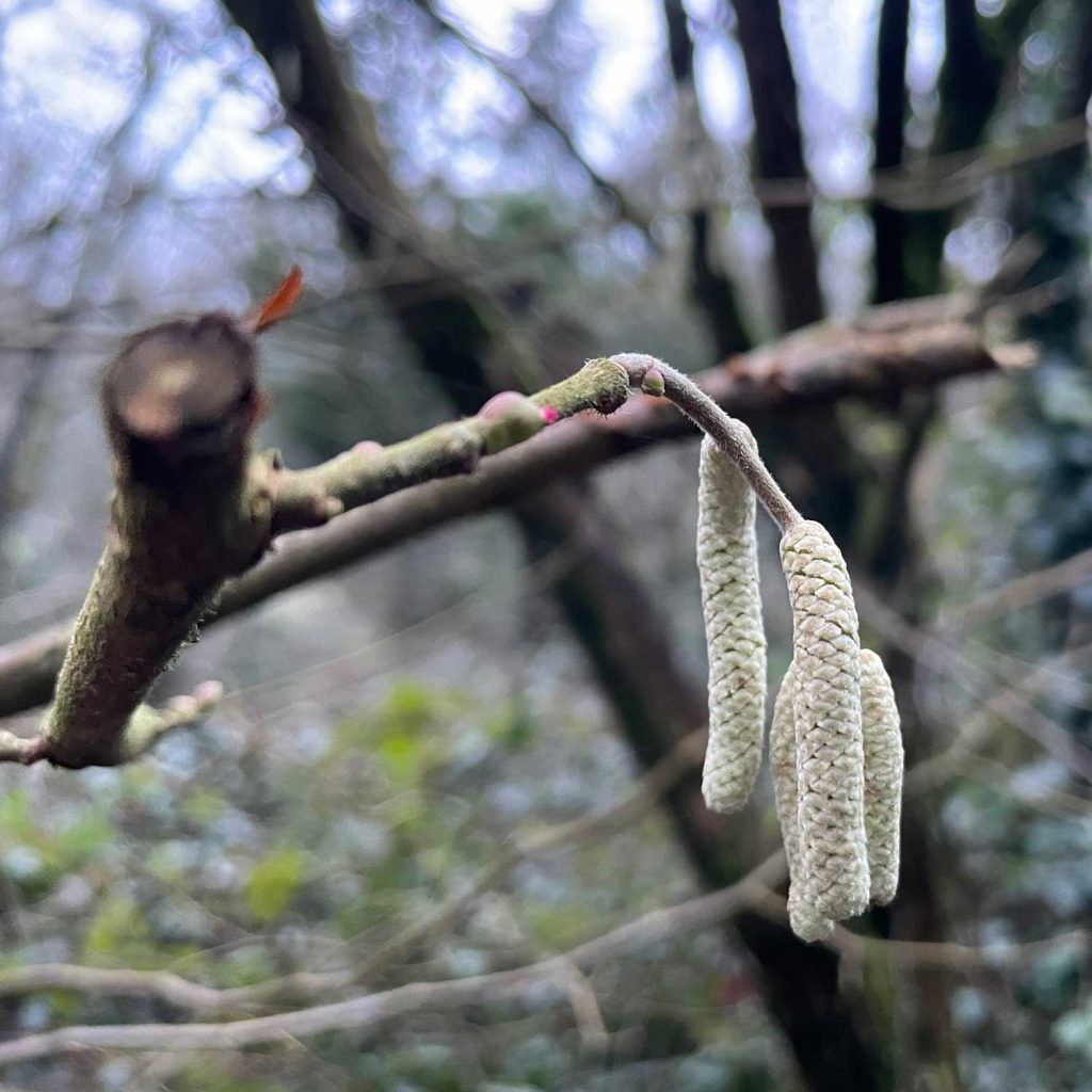 Catkins
