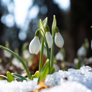 Winter Snowdrops