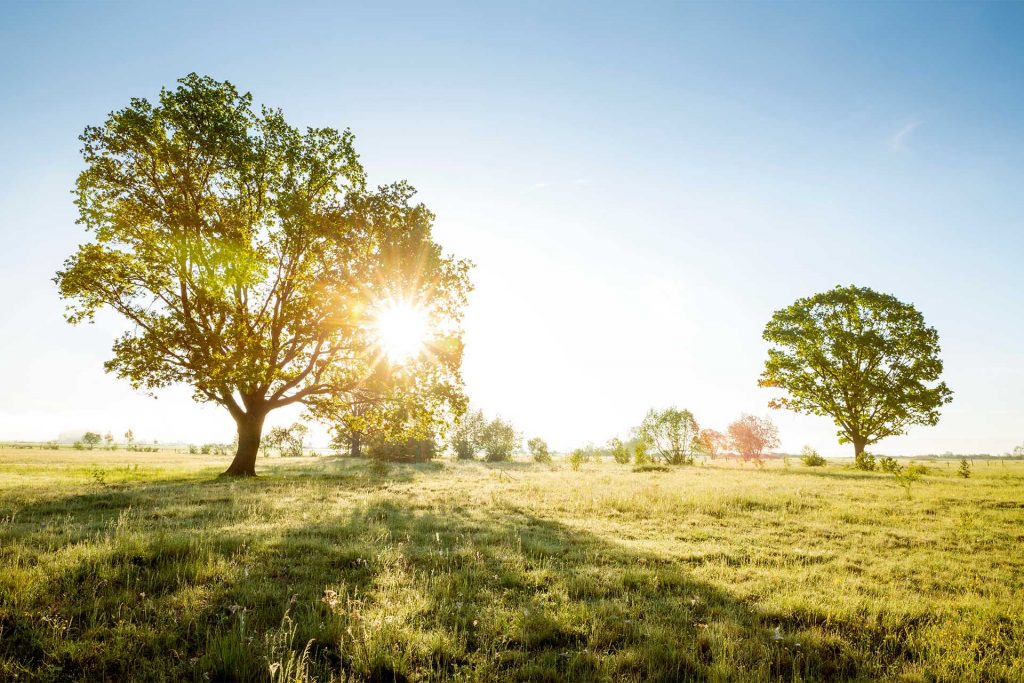 sunthroutreescurriculumreview