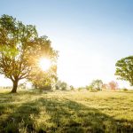 Responding to the Curriculum and Assessment Review sunthroutreescurriculumreview