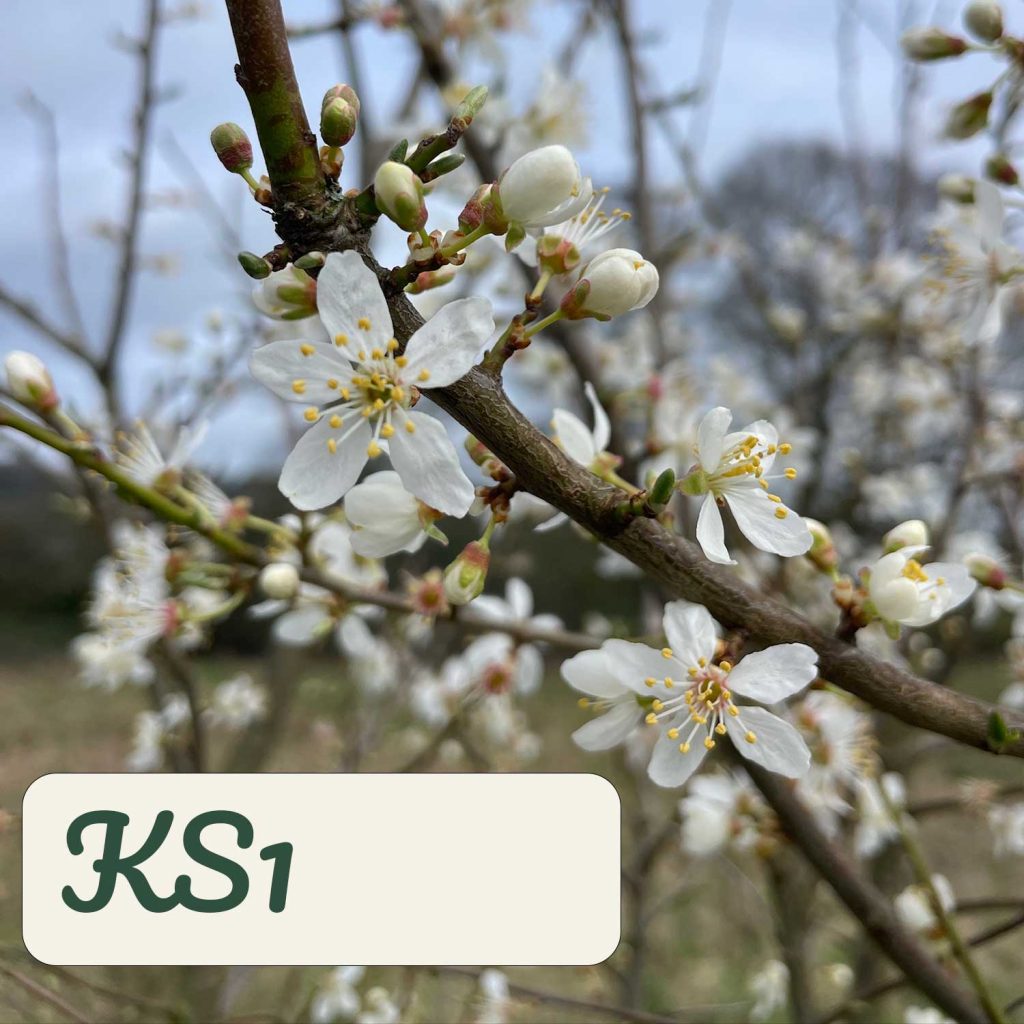 spring equinox / ostara – year ks1 session plan