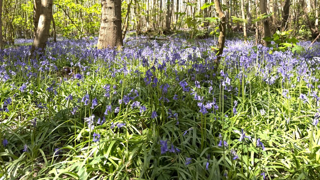 bluebells