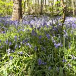 bluebells