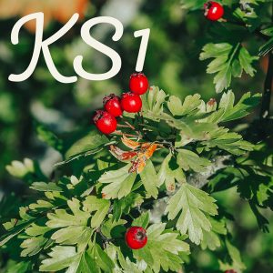 beltane – ks1 session plan