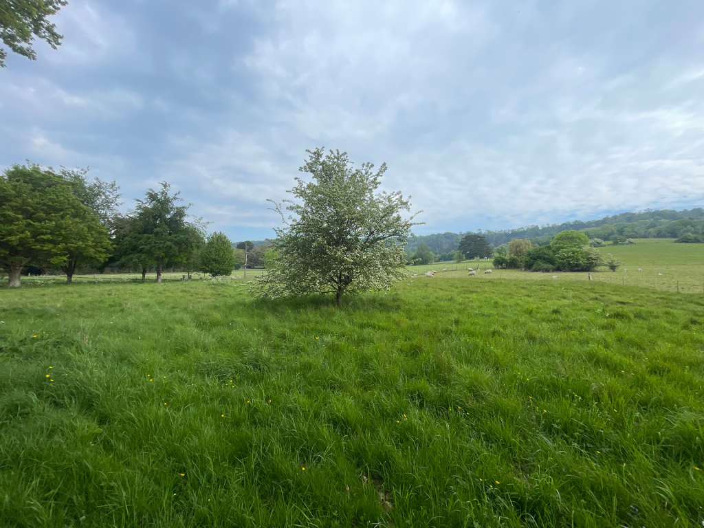 hawthorn